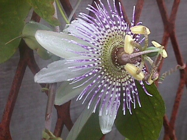 Passiflora gibertii 